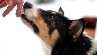 Pourquoi mon chien me lèche les mains ?