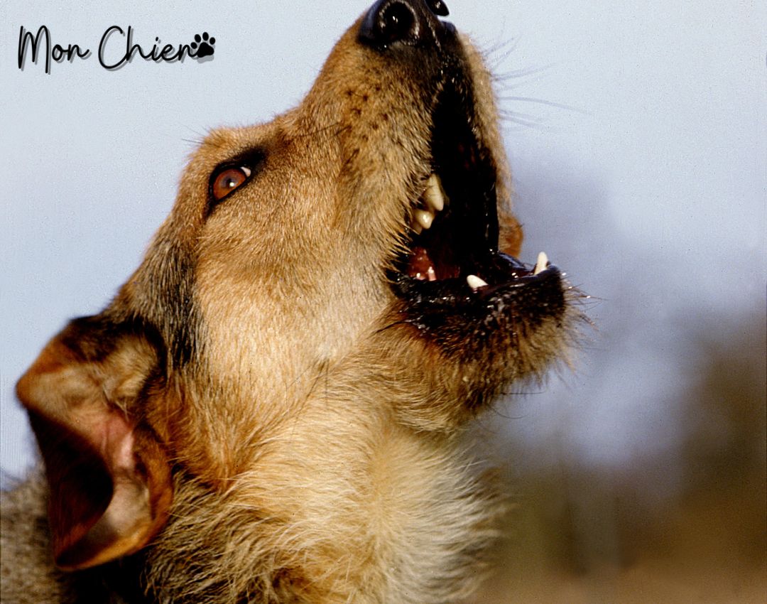 Mon chien couine que faire ? Mon Chien